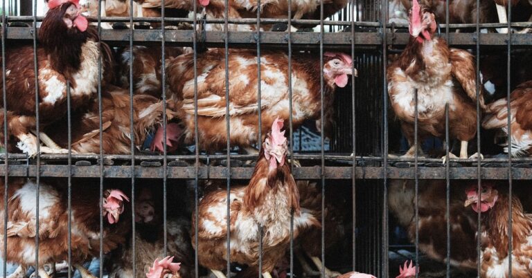 animal-rights-dxe-sec-857293932.jpg